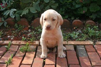 Puppies in PA